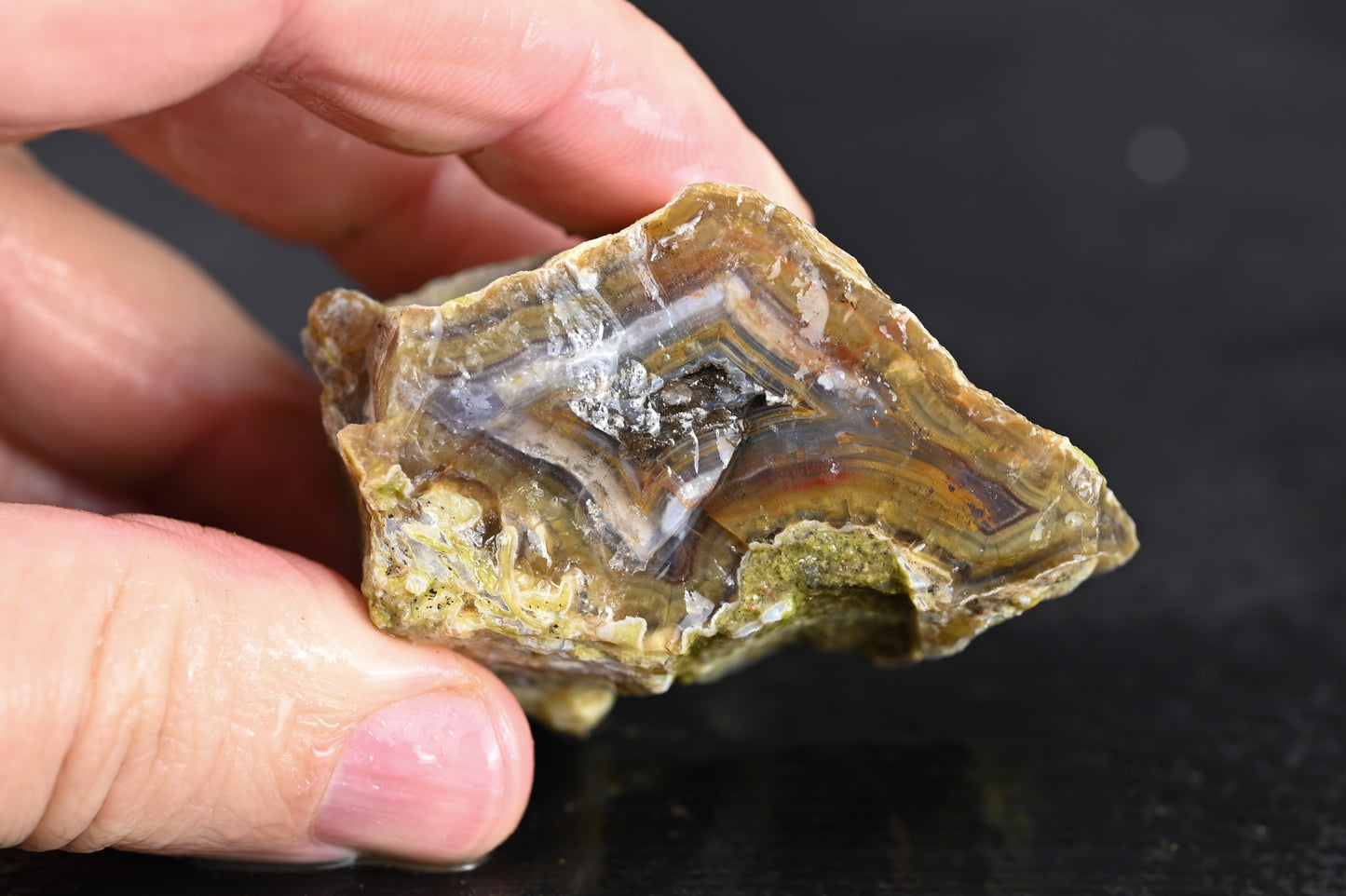 Türkisches Achatisiertes Holz für 75€ pro Stück