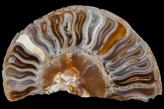 Achat in Fossilien + Live Show