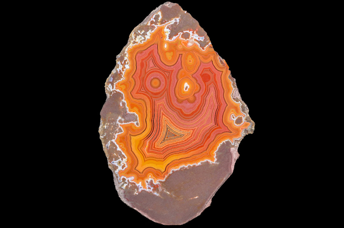 Riesen Rabbit Rabatte + USA