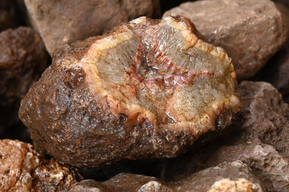 Rohachate Gambiri XL Malawi