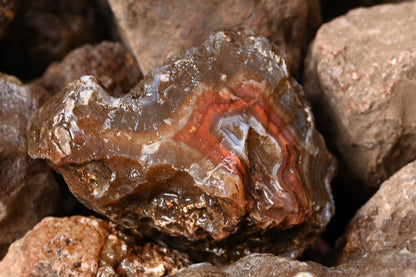 Rohachate Gambiri XL Malawi