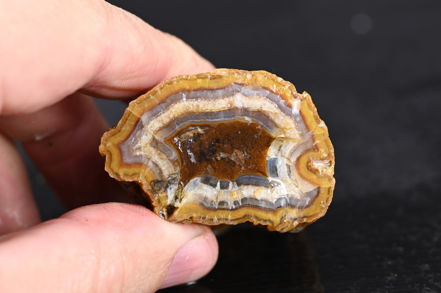 Türkisches Achatisiertes Holz für 75€ pro Stück