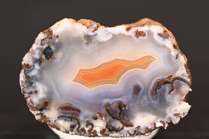 Malawi "Membrane Curls"