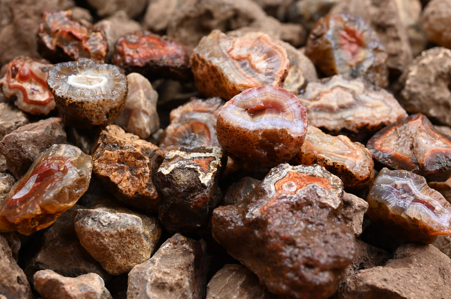 Rohachate Malawi Mix