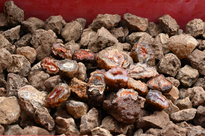 Rohachate Malawi Mix