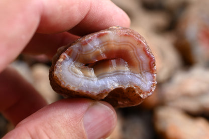 Rohachate Malawi Mix