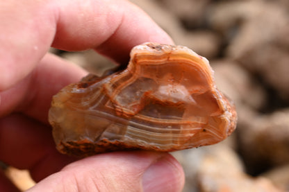 Rohachate Malawi Mix