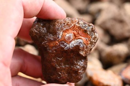 Rohachate Malawi Mix