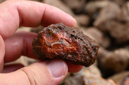 Rohachate Malawi Mix