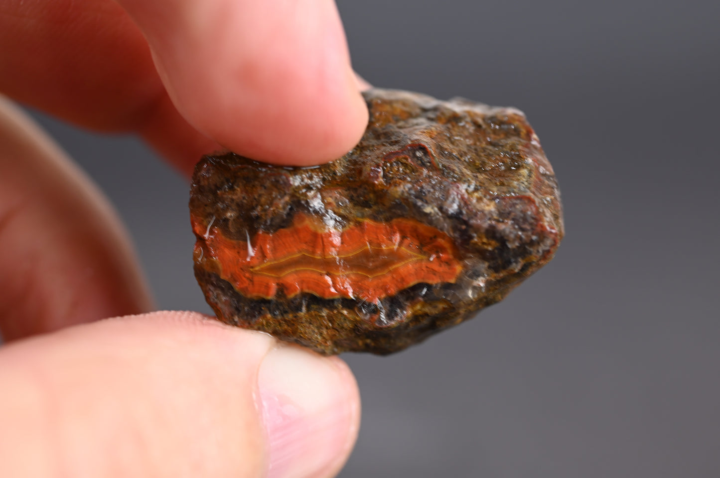 10kg Rohachate Alimajo XL