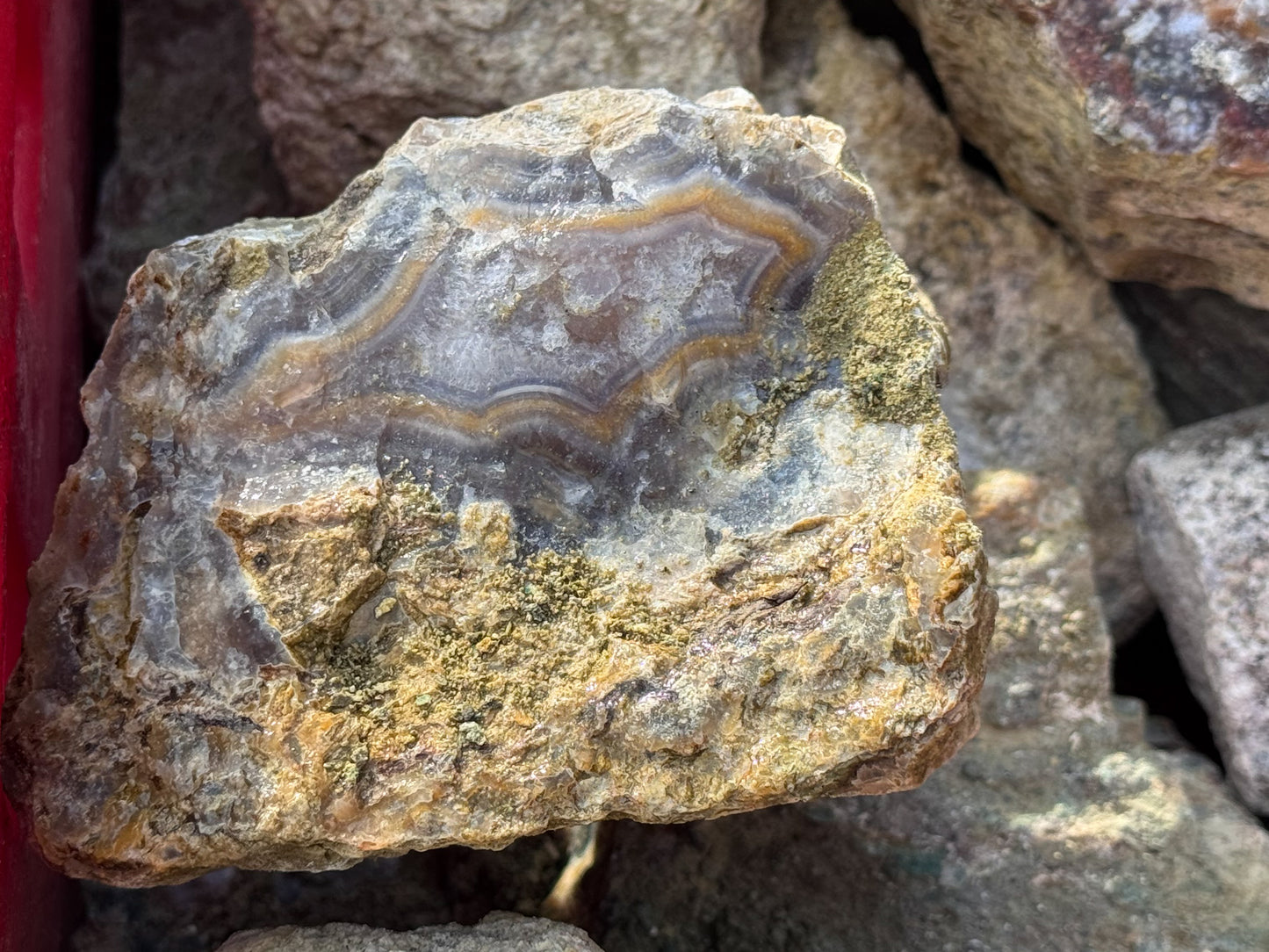 Türkei Limbcast Specimen