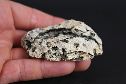USA